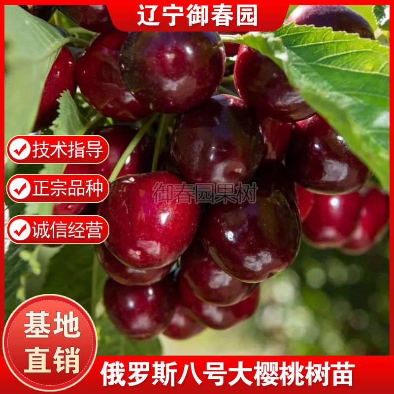 俄罗斯八号大樱桃树苗嫁接俄8樱桃抗寒大樱桃苗耐寒大樱桃苗丰产