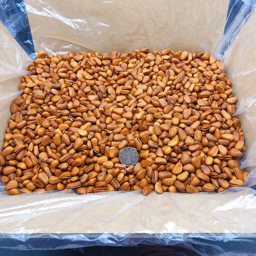 新货东北手剥开口松子5斤散装大颗粒500克特大松子仁坚果零食批发