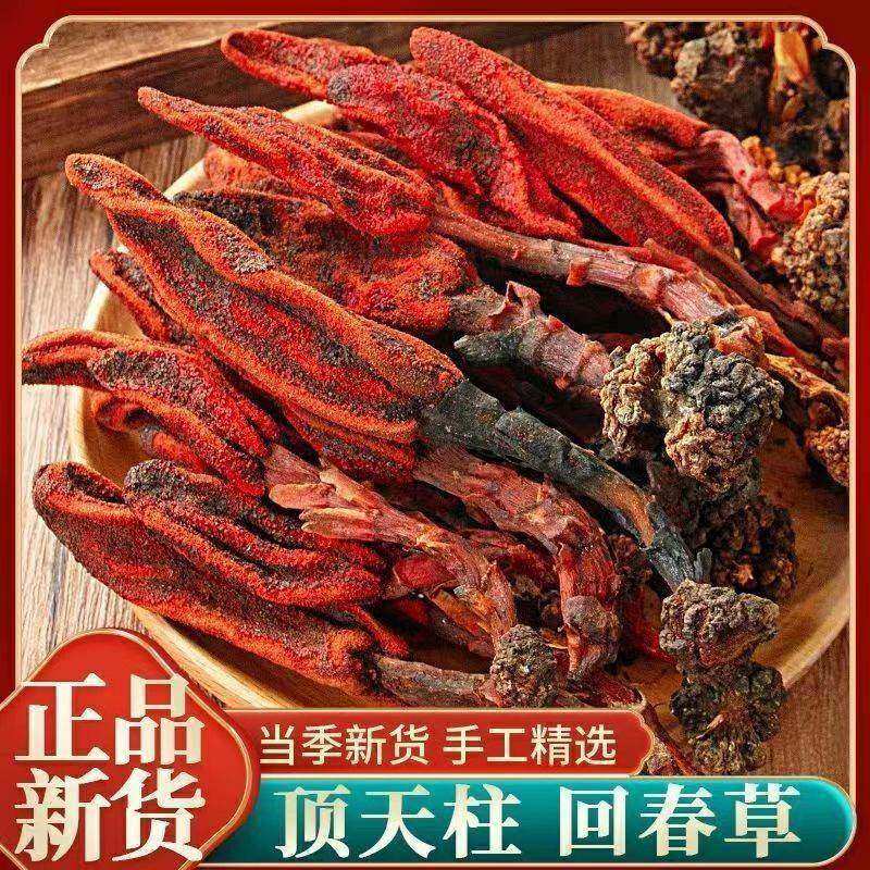 回春草泡茶酒男性顶天柱不老草云南野生整根回春草草苁蓉500g滋补