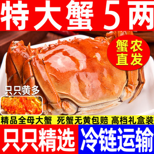 大闸蟹鲜活特大螃蟹现货公5两母4两红膏含绳湖蟹河蟹送礼 活蟹