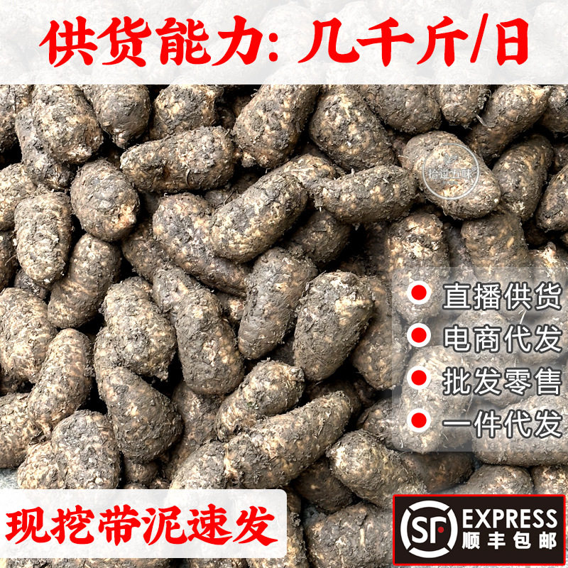 昭通新鲜天麻新鲜云南小草坝生鲜天麻仿野生乌天麻顺丰包邮