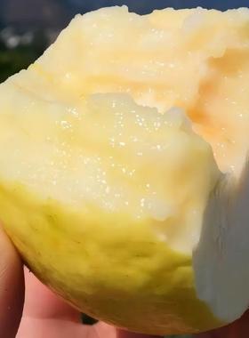 漳州奶油芭乐软心翻石榴低糖水果软糯冰淇淋口感自家果园现摘现发