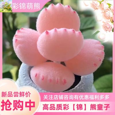 彩【锦】萌熊爪熊童子多肉植物彩色熊掌新款网红多肉阳台室内可爱