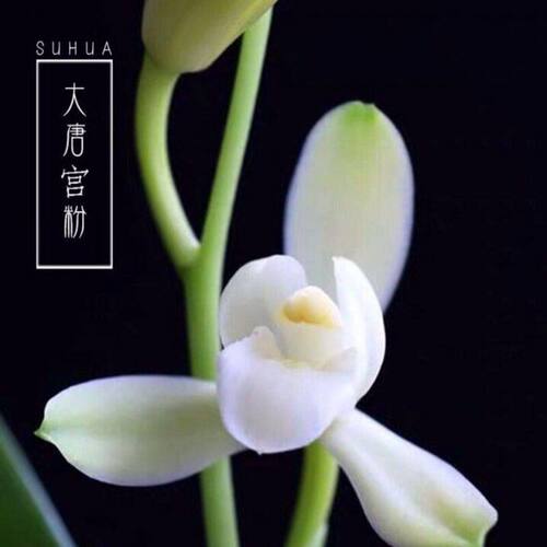 6-11月带花苞建兰荷瓣雪白花【大唐宫粉】兰花苗室内外绿植花卉