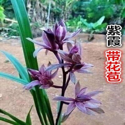 带花苞兰花苗名贵细叶紫霞