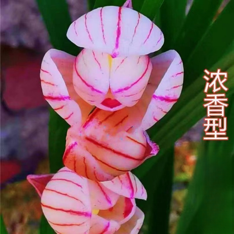 带花苞发货兰花苗当年开花【香荷】浓香型室内外懒人盆栽名贵花卉