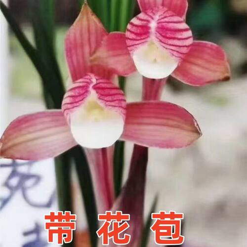 兰花花苞新品旭日浓香内外花卉带