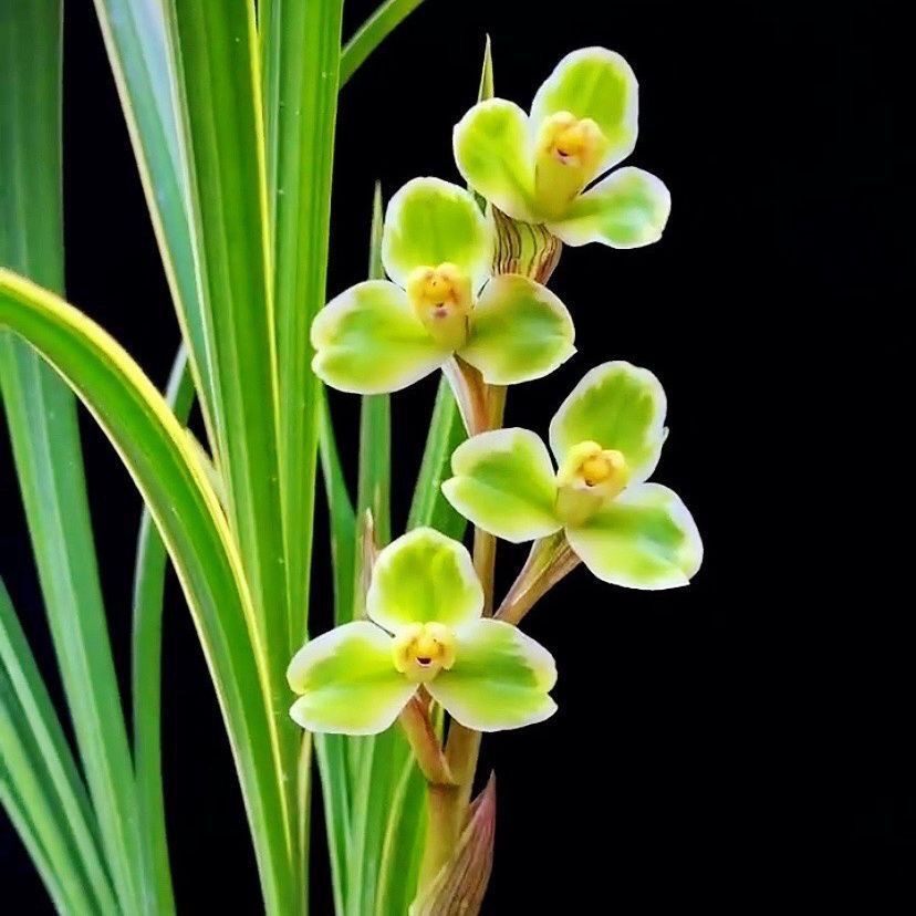 四川春剑名品【福满堂】花艺双全进化边艺浓香型花卉绿植