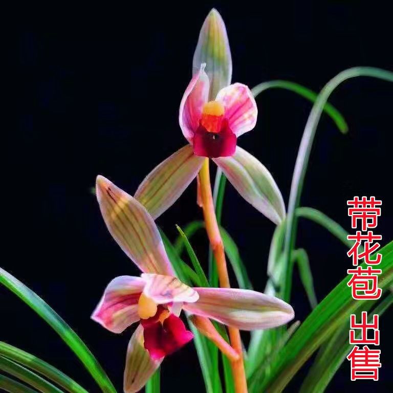 带花苞兰花苗春兰【鸿运素】浓香型客厅办公室当年上花卉大全室外