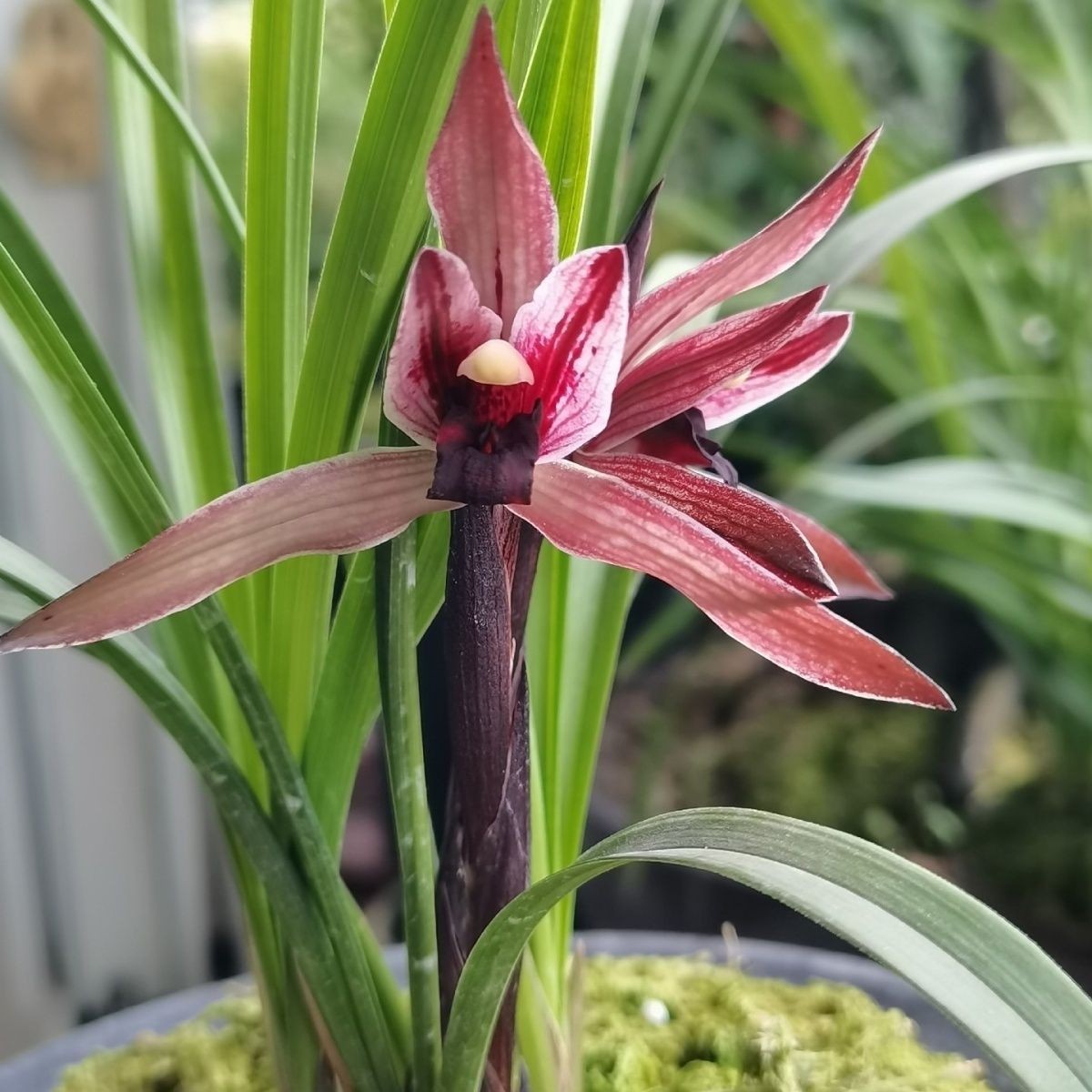 带花苞春兰盆栽花卉【紫阳素】名贵兰花苗浓香型室内办公阳台绿植