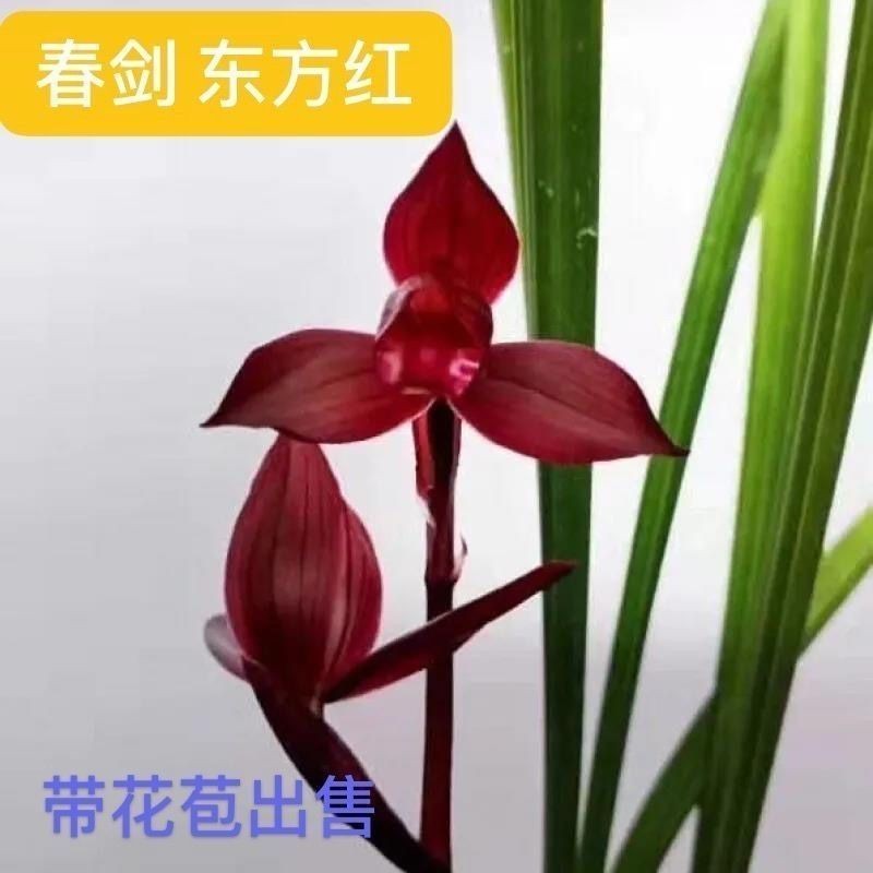 兰花苗带花苞浓香型【东方红】客厅兰花室内绿植花卉阳台盆栽