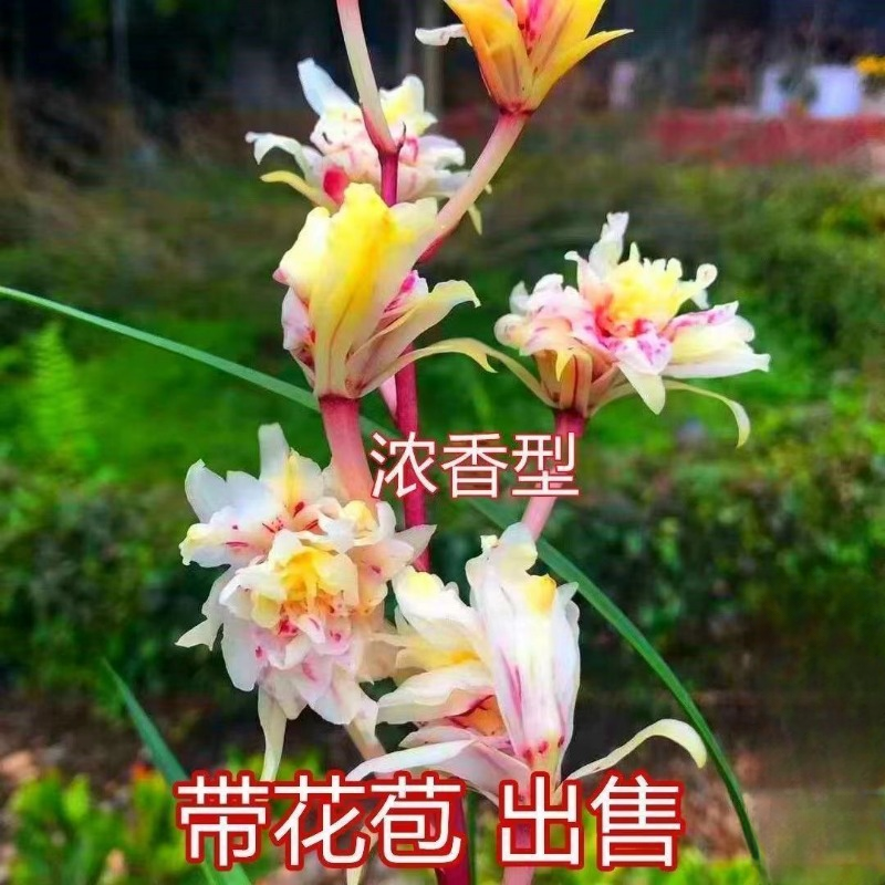 带花苞浓香型名贵兰花奇花【白凤】室内外名品花卉大全阳台绿植