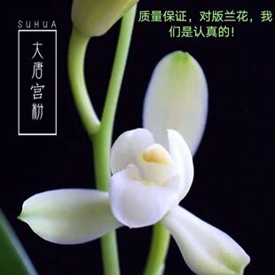 6-11月带花苞铭品浓香荷瓣【大唐宫粉】兰花苗室内外绿植花卉大全