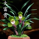 兰花苗带花苞浓香型春兰 大富贵 名贵盆栽室内高档花卉绿植