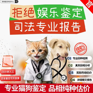 宠物鉴定师咨询猫狗品种品相鉴定估价布偶猫金渐层柴犬边牧鉴定