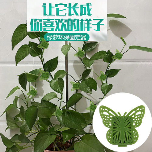 绿萝固定器绿植爬墙神器墙面绿箩固定花的卡扣爬藤吸盘攀藤勾夹扣