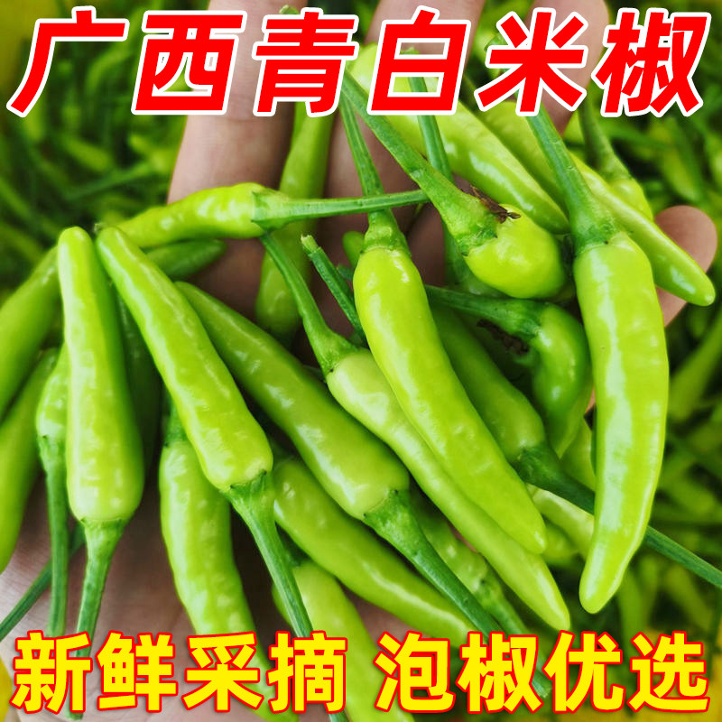 现摘新鲜青白米椒特辣朝天椒