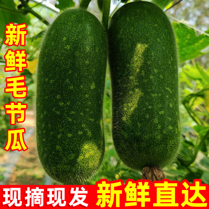 广西新鲜毛节瓜现摘迷你小冬瓜农家自种青皮小冬瓜小毛瓜蔬菜特产