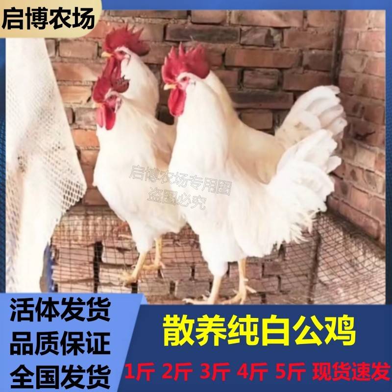 纯白大白公鸡苗无杂毛散养土鸡笨鸡打鸣公鸡活鸡走地鸡药引子鸡苗