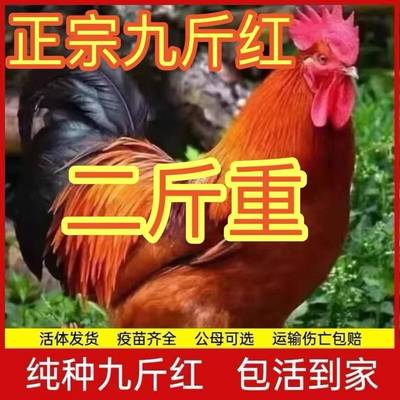 散养1.5斤九斤红公鸡活苗红玉公鸡活鸡包活到家土鸡苗大公鸡活苗