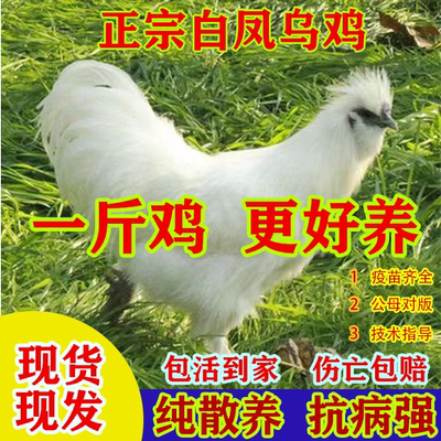 1斤正宗白凤乌鸡活苗纯种