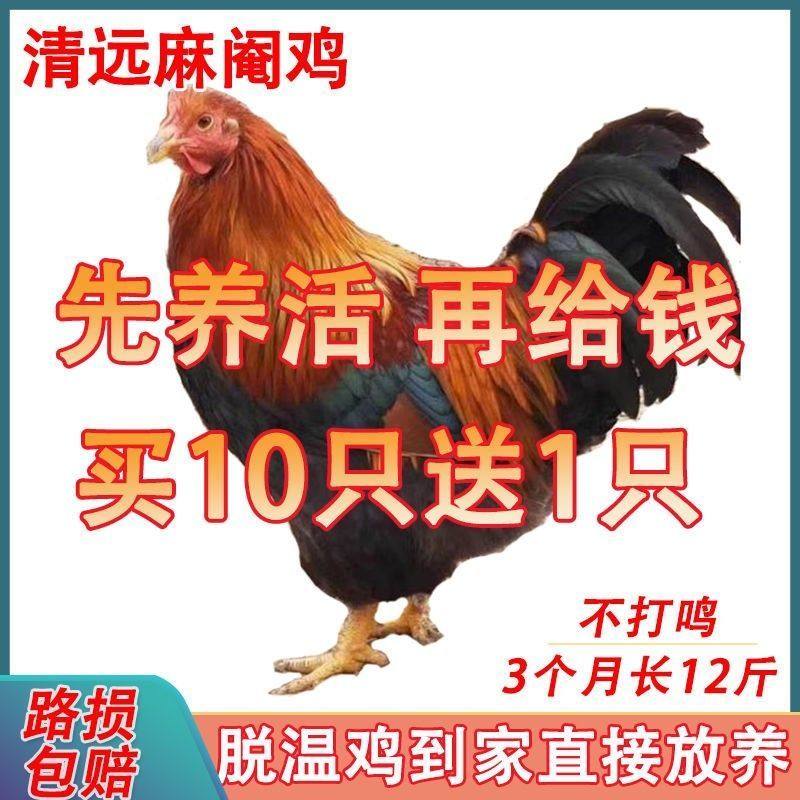 半斤灵山线鸡桂香阉鸡腌鸡纯手工动物种苗苗鸡活小鸡苗活苗活鹅