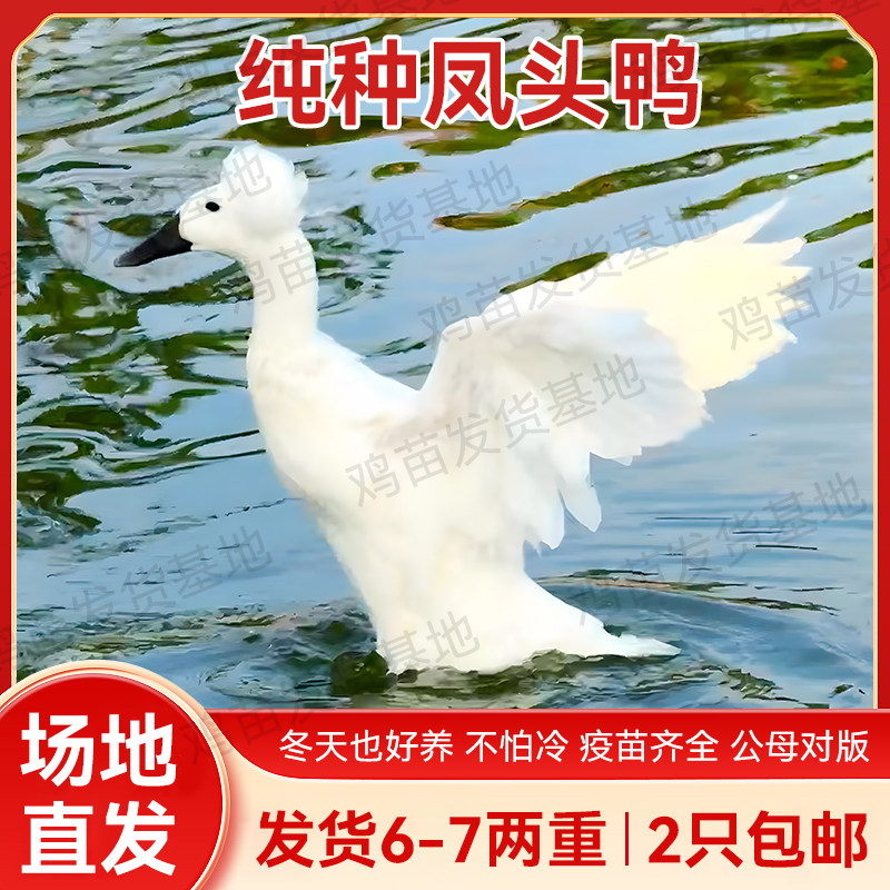 半大正宗凤头鸭活苗鸭苗观赏鸭宠物鸭网红鸭产蛋宫廷鸭活苗鸭苗,农用物资,动物种苗,淘宝优惠券,粉丝福利购,淘宝优惠卷