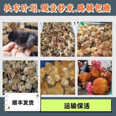 【现货】新品种鸡苗土鸡