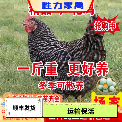 一斤重高产蛋芦花鸡小鸡活苗正宗汶上芦花鸡苗绿壳蛋鸡半大青年鸡