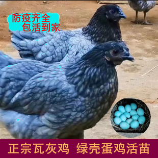 正宗瓦灰鸡活苗高产绿壳蛋鸡苗活体乌鸡观赏鸡散养半斤脱温小鸡苗