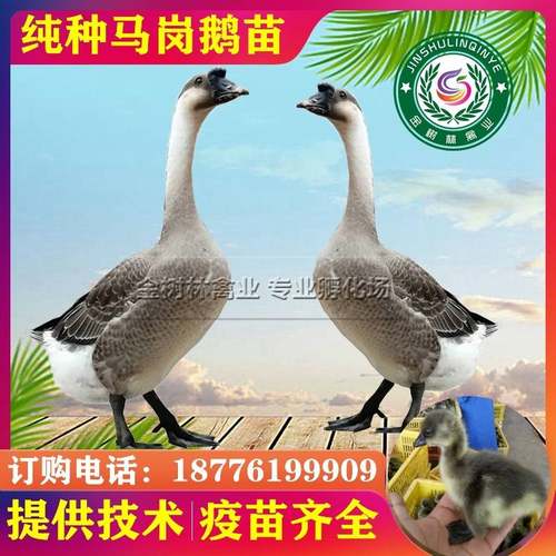 正宗广东开 平马岗鹅黑棕草鹅大鹅整祇脱温灰鹅半斤1斤小鹅仔活苗