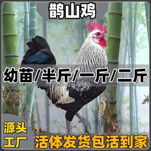 正宗鹊山鸡苗五彩观赏鸡活苗彩凤鸡苗活体幼苗五彩鱼鳞鸡白芦花鸡