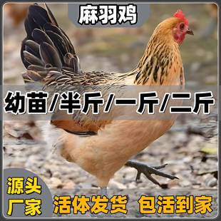 麻羽鸡活苗小鸡活苗高产绿壳蛋鸡活苗产蛋王鸡脱温苗五黑鸡下蛋鸡