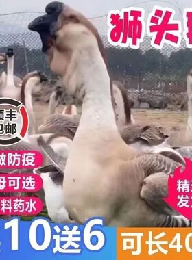 鹅活苗正宗特大种狮头鹅活苗潮汕特大型狮子头鹅灰狮头鹅幼苗