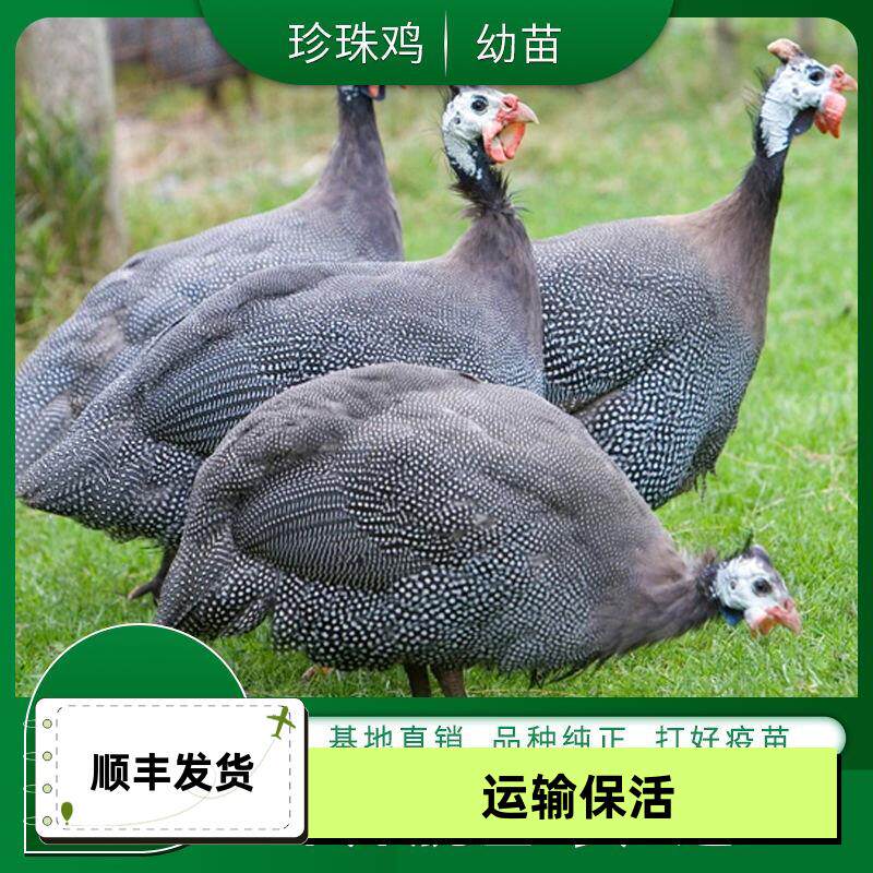 正宗珍珠鸡脱温小鸡活苗