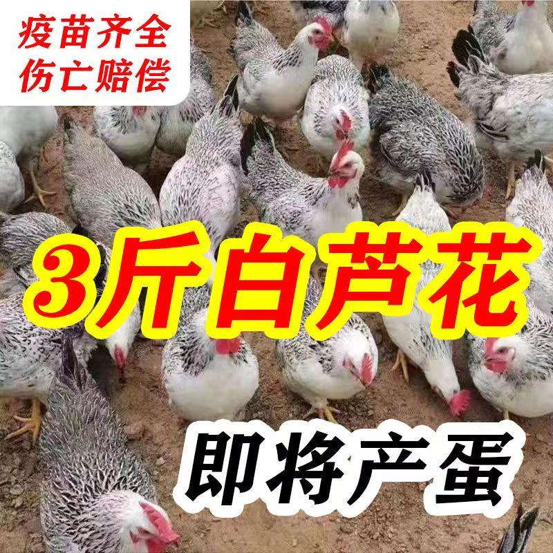成年三斤白芦花鸡幼苗小