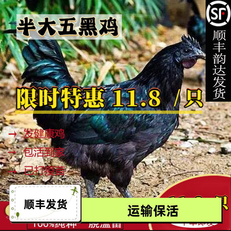 五黑鸡活苗乌骨鸡半大鸡苗活体五黑鸡绿壳蛋鸡脱温鸡苗小鸡仔包活
