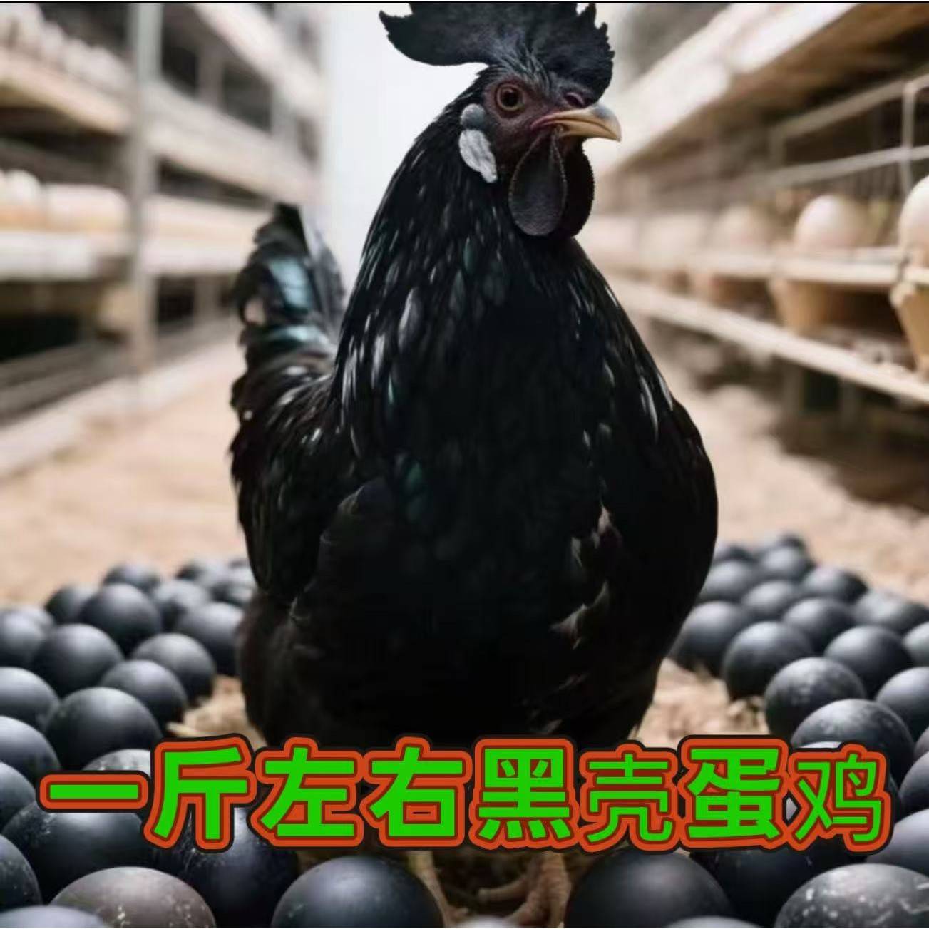 一斤【黑壳蛋鸡】黑壳蛋鸡营养丰富黑壳蛋鸡苗正宗可以下黑壳蛋的