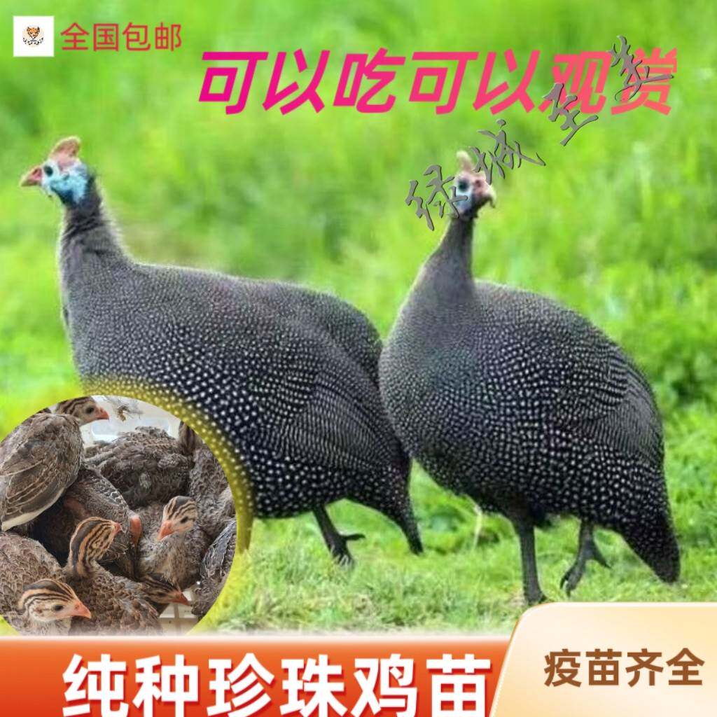 半大珍珠鸡苗脱温散养青年珍珠棉鸡半斤观赏宠物土鸡小鸡活苗零售