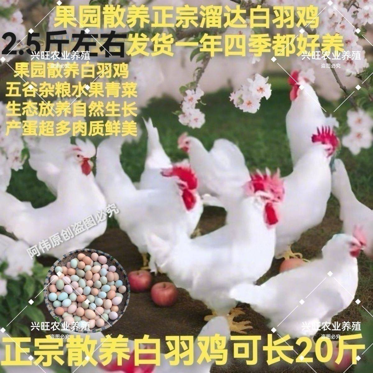 纯种高产白羽鸡活鸡白来航鸡白羽公鸡产蛋纯白母鸡二斤鸡苗2斤