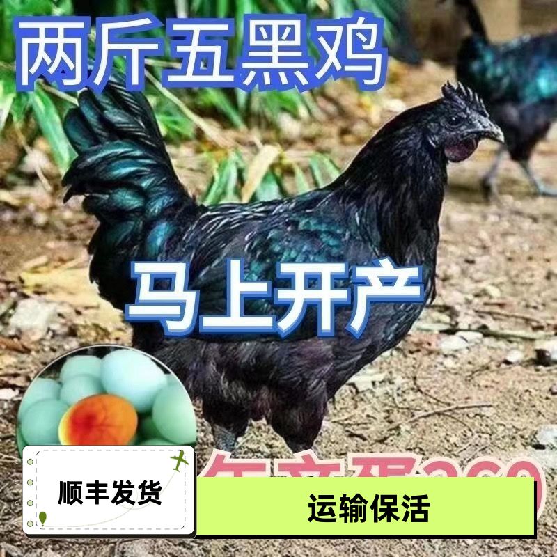 纯种二斤五黑鸡苗二斤绿壳蛋鸡活苗青年鸡乌骨鸡下蛋五黑鸡母鸡苗