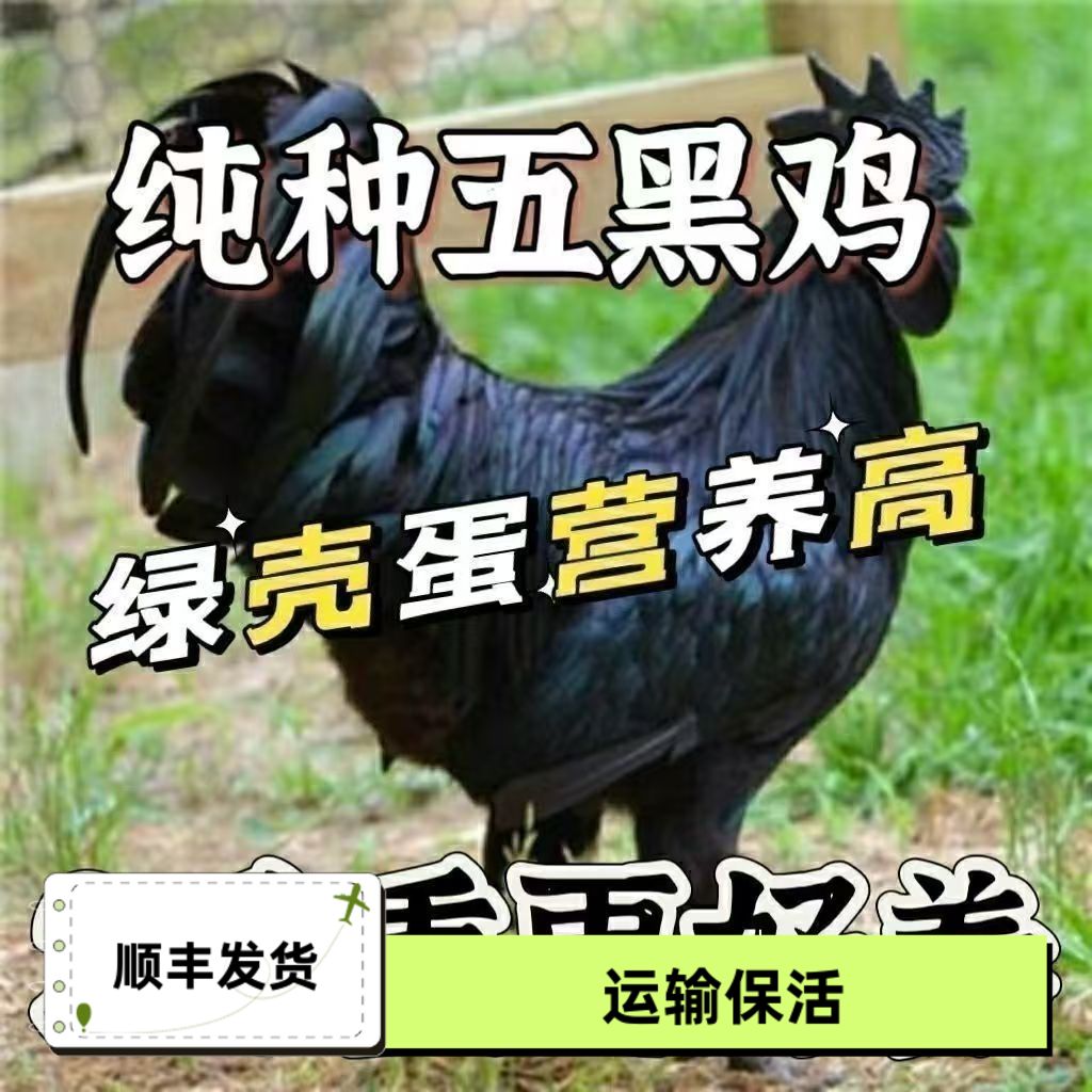 【爆款】纯种2斤五黑鸡苗正宗散养二斤绿壳蛋鸡青年鸡乌骨鸡下蛋