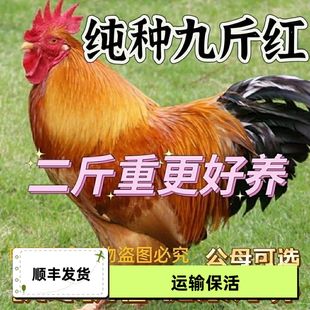 散养2斤正宗九斤红大红公鸡红玉大公鸡活鸡包活到家土鸡脱温