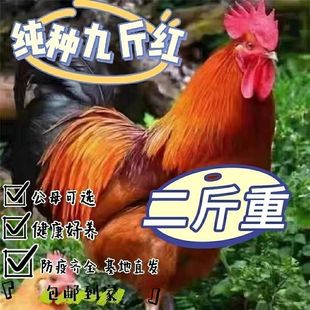 散养2斤正宗九斤红大红公鸡红玉大公鸡活鸡包活到家土鸡脱温