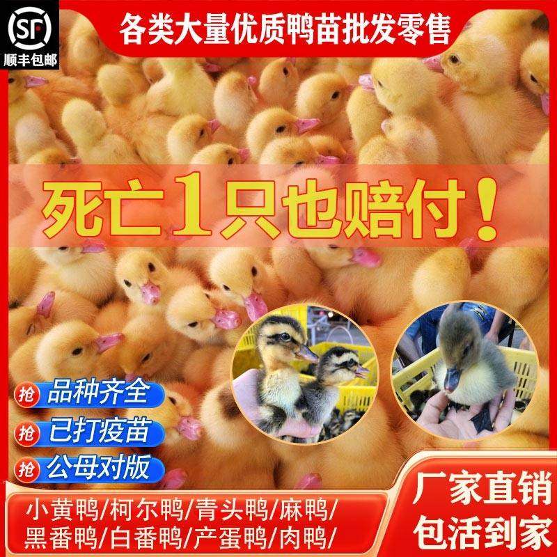 鸭子活苗柯尔鸭麻鸭活体青头鸭苗鸭子活宠物小黄鸭活物黑番鸭蛋鸭,农用物资,动物种苗,淘宝优惠券,粉丝福利购,淘宝优惠卷