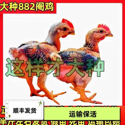 【官方认证】正宗大种882