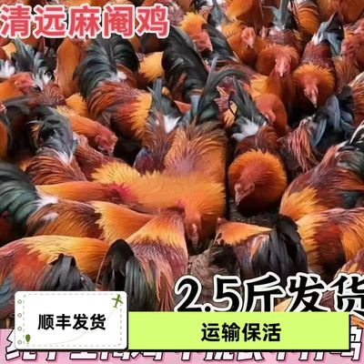 正宗活鸡散养阉鸡桂香2.5