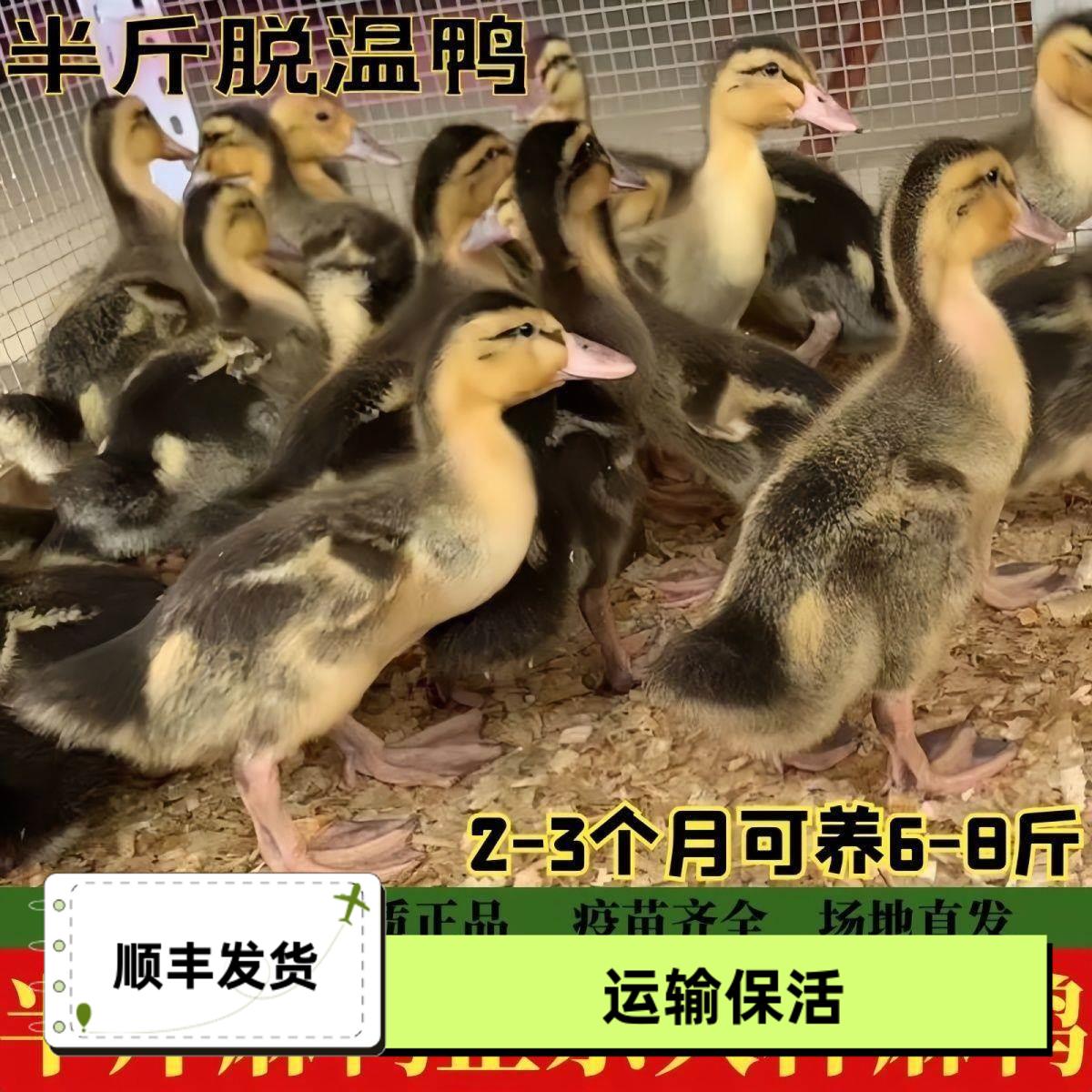 半斤鸭苗大种麻鸭肉鸭双