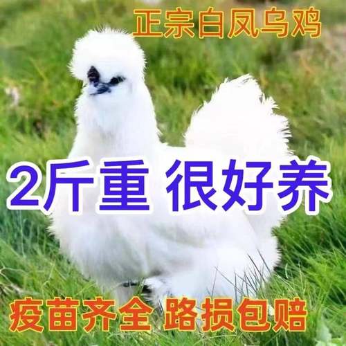 2斤正宗白凤乌鸡活苗纯种泰和乌鸡散养乌骨鸡苗脱温土鸡小鸡活苗