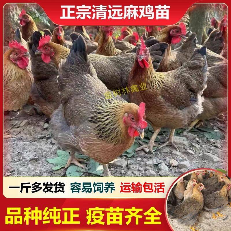 正宗广东清远麻母鸡脱温１斤脆皮扇阉鸡高产下蛋走地土鸡小鸡活苗